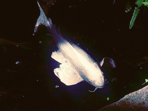 cute fish